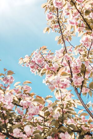 Pink flowers on sky background.の写真素材