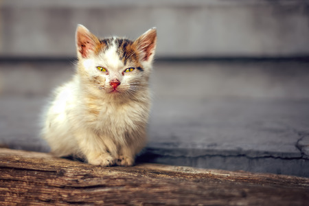 Homeless little cat on stairsの写真素材