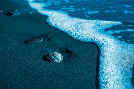 seashell on the blue sandy beach