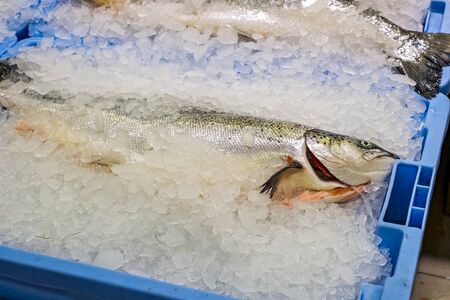 Fresh fish on ice for selling at the market