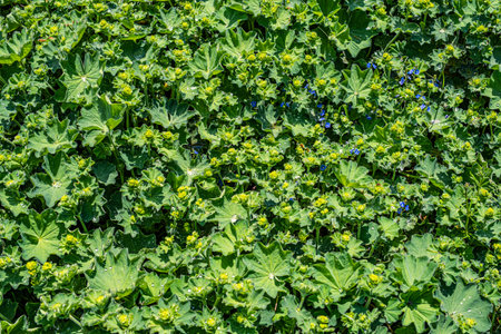 dewdrops on the leaves on the mountainsの写真素材