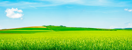 green barley field in early summer