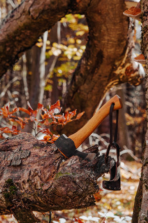 ax stuck in a dry tree