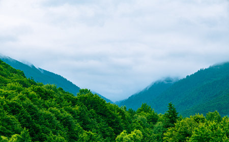Raining in Mountains, Foggy Forest, Heavy Mystical Fog, Romanian mountainsの写真素材