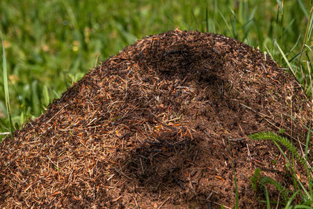 Closeup view on top of anthill from pine needles and branches with colony of ants in spring woodland. The observation of nature and creatures conceptの写真素材