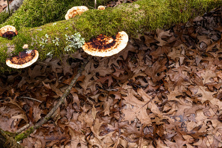 Dry leaves on the ground in forest