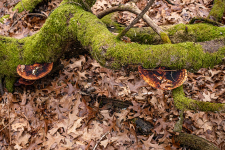 Dry leaves on the ground in forest