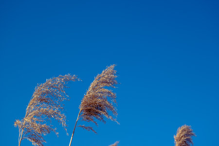 dried rush in the wind with blue sky