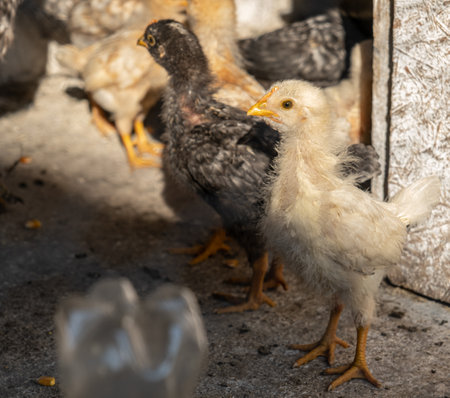 small chickens in the yard to the country behind the netの写真素材