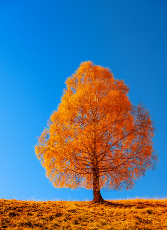 a single golden birch on clear blue skyの写真素材