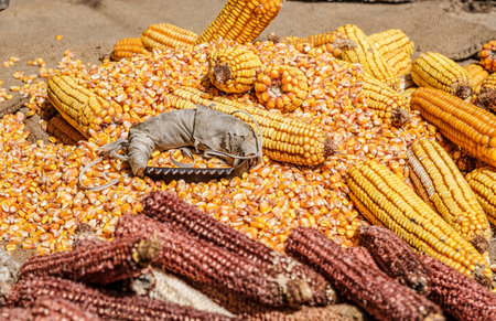view of dried corn with bowl of corn kernels and manual hand tool to clean maize on jute sackの写真素材