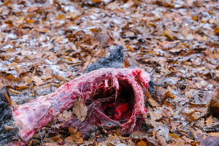 A bloody carcass of a dog eaten by wild animalsの写真素材