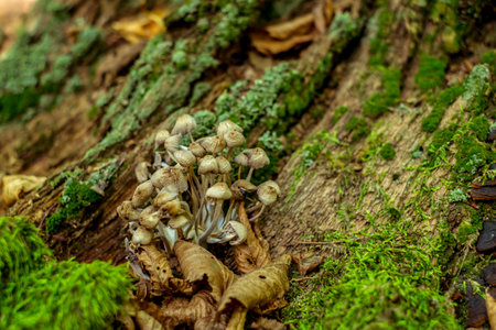 a group of mushrooms in the woodsの写真素材
