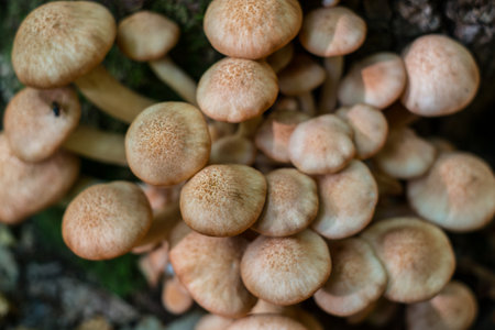 a group of mushrooms in the woodsの写真素材