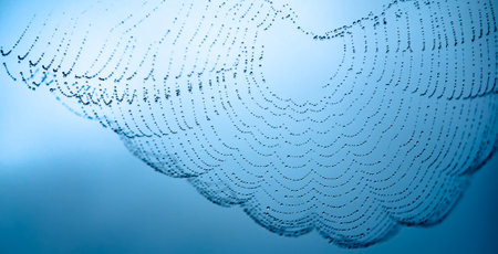 A spider web in a rainy dayの写真素材