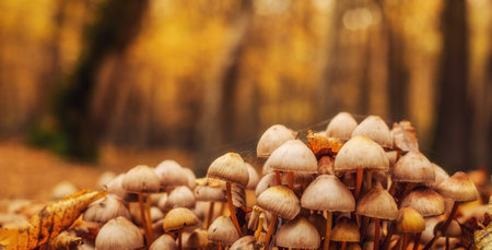 a group of mushrooms in the forestの写真素材