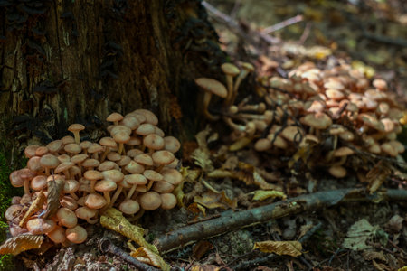 a group of mushrooms in the woodsの写真素材