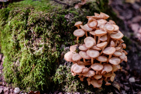 a group of mushrooms in the woodsの写真素材