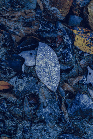 autumn leaves in the forestの写真素材