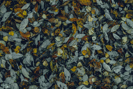 autumn leaves in the forestの写真素材