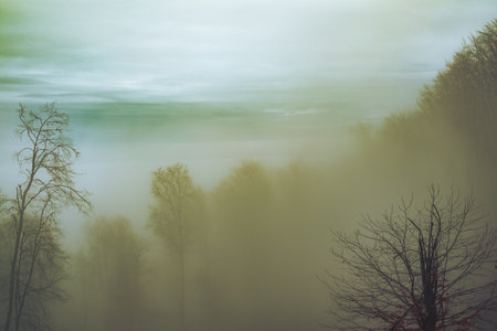 Early morning in the beech forest with fog, Cindrel mountains, Romania