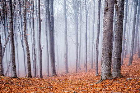 Early morning in the beech forest with fog, Cindrel mountains, Romaniaの写真素材