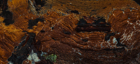 Dirty foam on the river water surfaceの写真素材