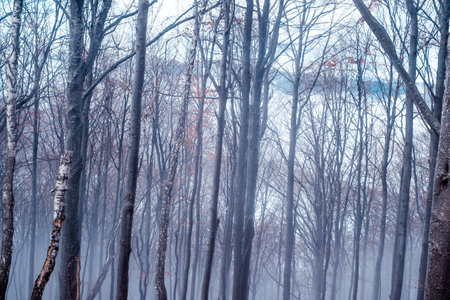 Early morning in the beech forest with fog, Cindrel mountains, Romania