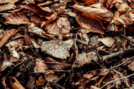 dried leaves walking in the forestの写真素材