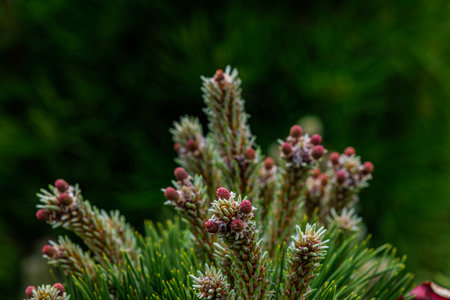 fir buds in the foregroundの写真素材