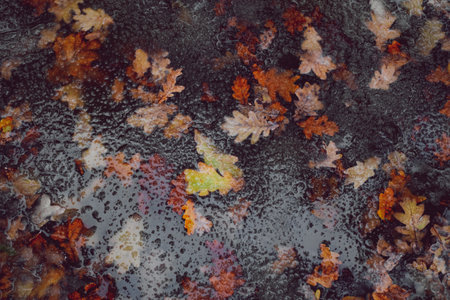 fallen autumn leaves in water with melted snowの写真素材