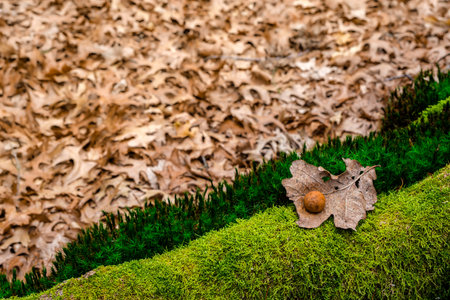 dried oak leaves and moss in the forestの写真素材