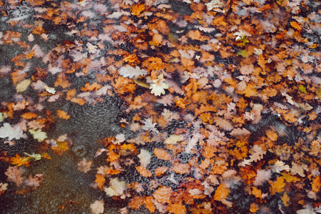 fallen autumn leaves in water with melted snowの写真素材
