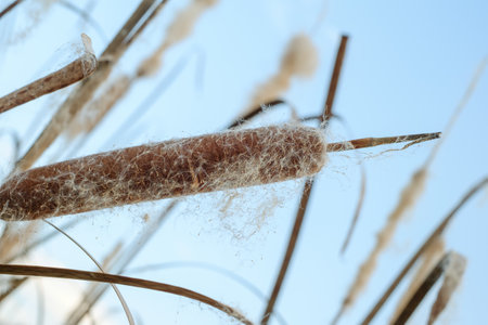 Fluffy cattail seeds. Natural background and textureの写真素材