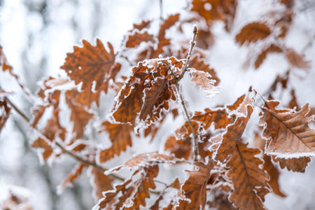 Frozen leaves in the forestの写真素材