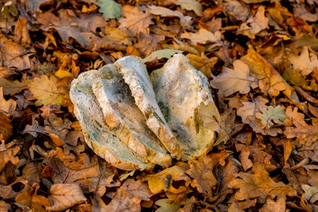 fungi on an aged bread in the autumn forest, close view