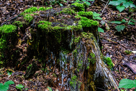 Mushrooms, lichen and moss on dried tree