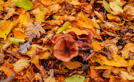 mushrooms among the autumn leavesの写真素材