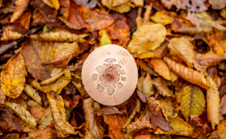mushrooms among the autumn leavesの写真素材
