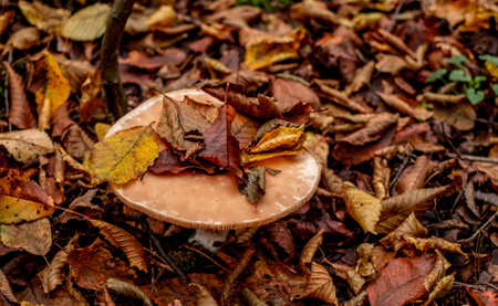 mushrooms among the autumn leavesの写真素材