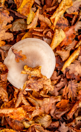 mushrooms among the autumn leavesの写真素材