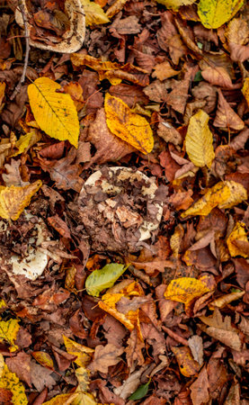mushrooms among the autumn leavesの写真素材