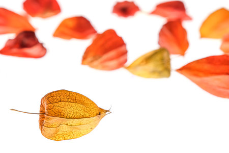 Physalis akekengi franchetii or Chinese lanternの写真素材