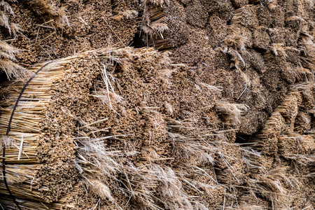 pile of harvested and bound reed for traditional roofingの写真素材