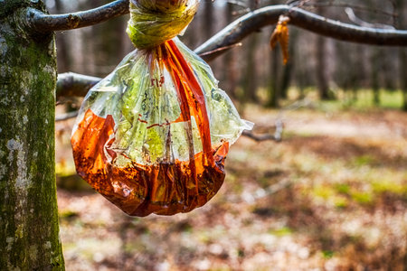 plastic bag with rotten food on a branch in the forestの写真素材