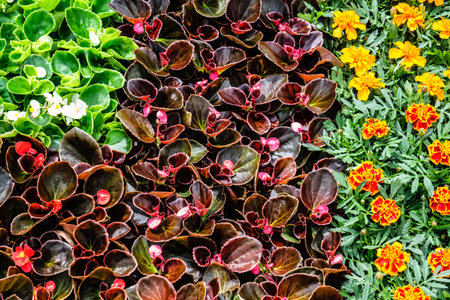small pots with ornamental flowers
