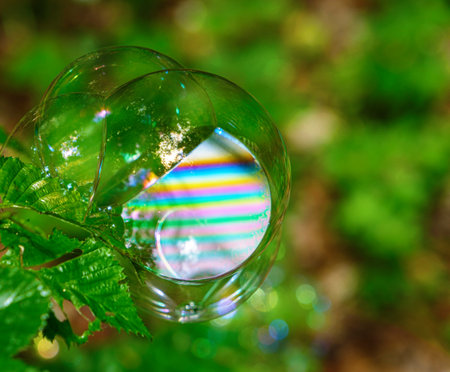 soap bubbles on the leavesの写真素材