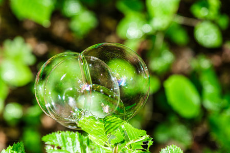soap bubbles on the leavesの写真素材