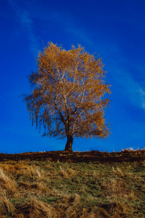 beautiful autumn landscapes in the Romanian mountains, Fantanele village area, Sibiu county, Cindrel...