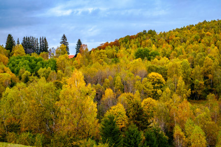 Colorful autumn landscape in the Romanian Carpathians, Fantanele village, Sibiu county, Cindrel mountains, 1100m, Romaniaの写真素材